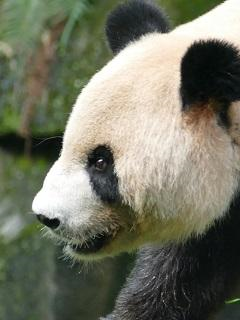 panda.png